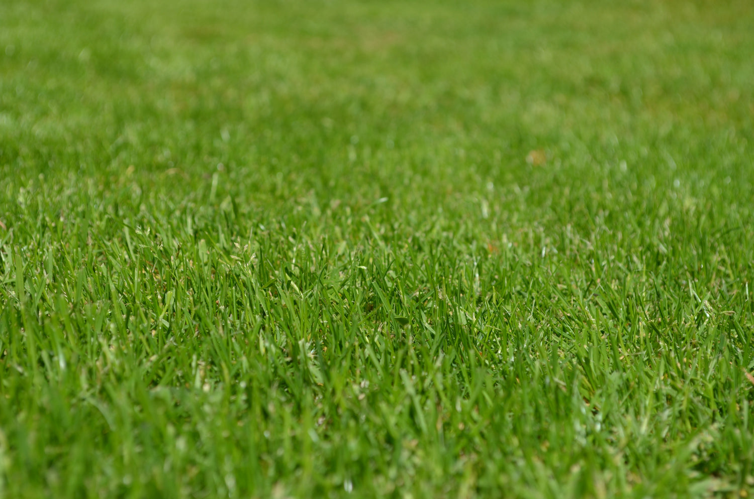 Lawn Care Tips Summer 23