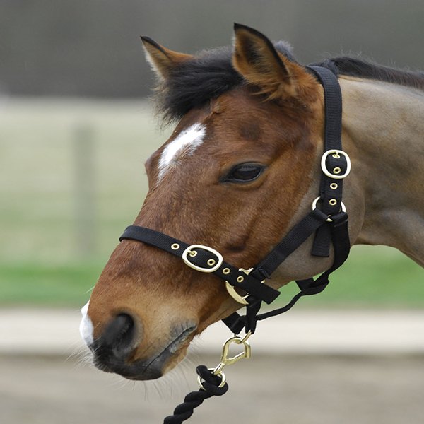 Pony-Cob-Full Nylon Head Collar