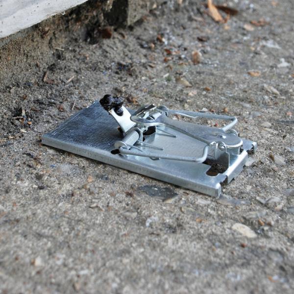 Selfset Wood Mouse Trap 2Pk Selfset Pre Baited