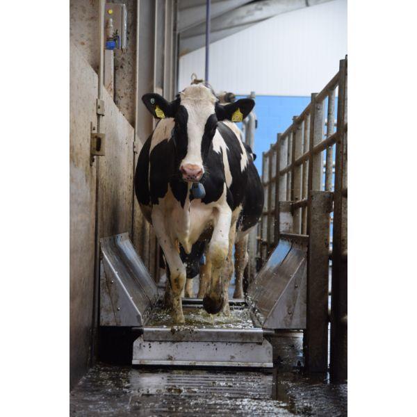 Hoofcount Automatic Footbath Excel Style 3.7M