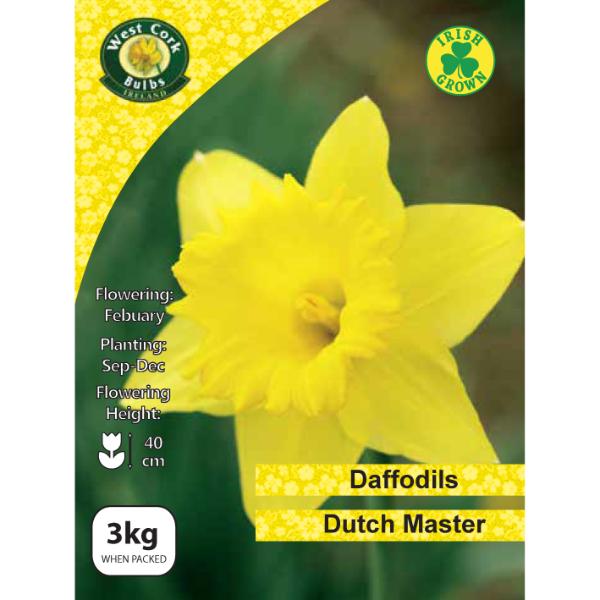West Cork Bulbs Daffodil Dutch Master 3kg