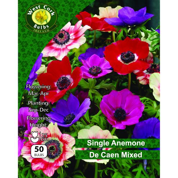 West Cork Bulbs Anemone De Caen Mixed Varieties 50 Bulbs