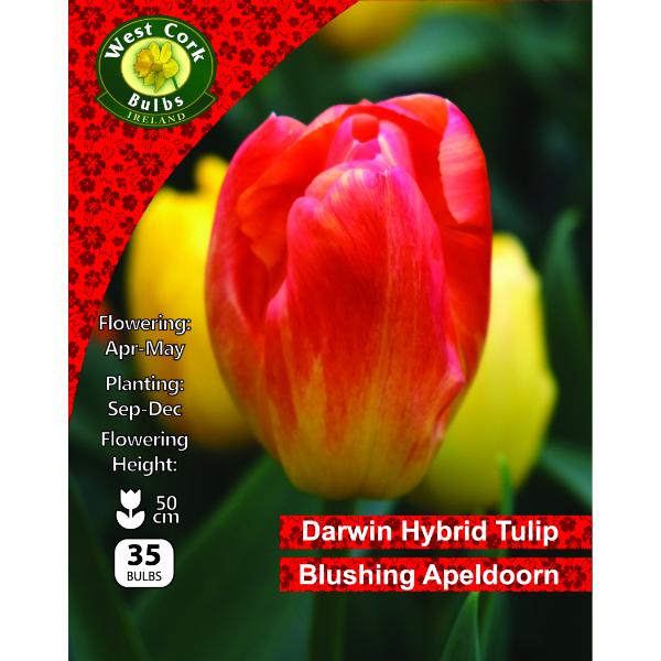 West Cork Bulbs Tulip Blushing Apeldoorn 35 Bulbs