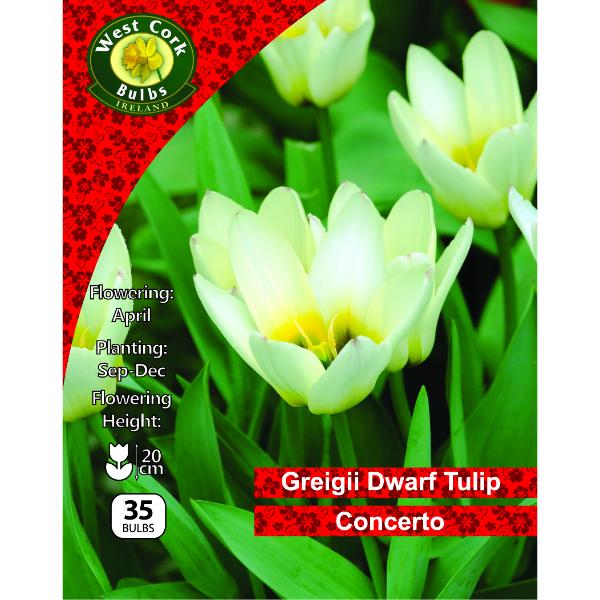West Cork Bulbs Tulip Dwarf Concerto 35 Bulbs