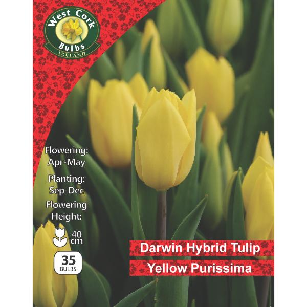 West Cork Bulbs Tulip Yellow Purissima 35 Bulbs