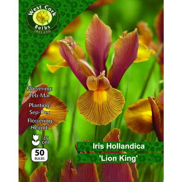 West Cork Bulbs Iris Hollandica &