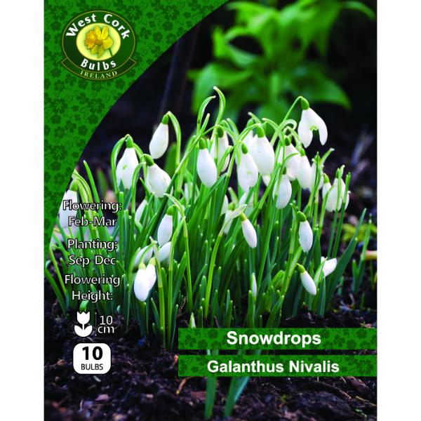 West Cork Bulbs Snowdrop Galanthus Nivalis 10 Bulbs