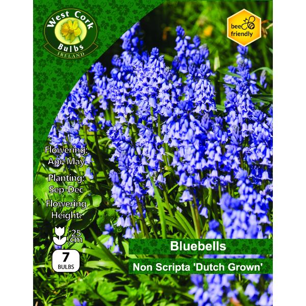 West Cork Bulbs Bluebells Non Scritpa Dutch Grown 7 Bulbs