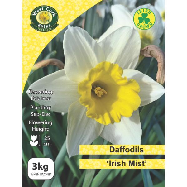 West Cork Bulbs Daffodil Irish Mist 3kg