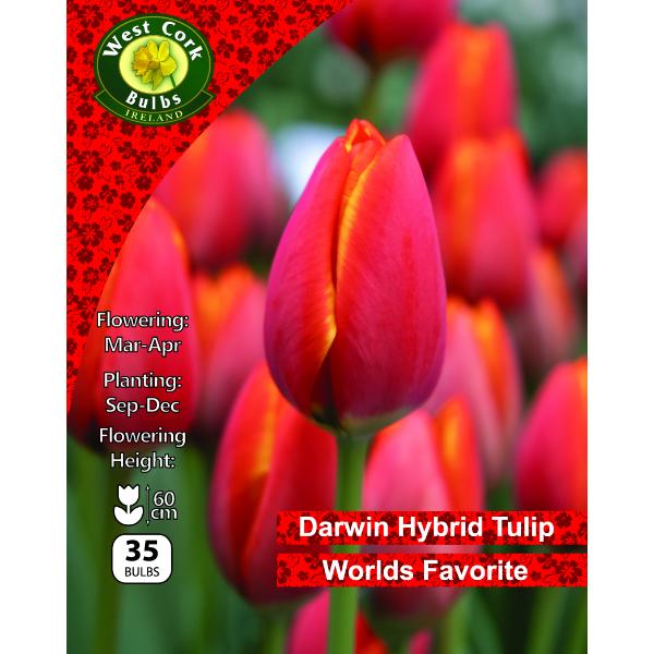 West Cork Bulbs Tulip Single World&