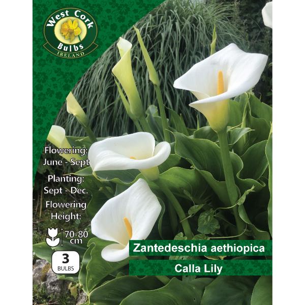 West Cork Bulbs Zantedeschia Aethiopica 3 Bulbs