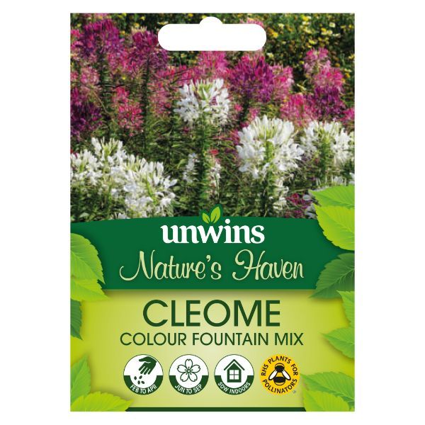 Unwins Seed Packet Natures Haven Cleome Colour Fountain Mix