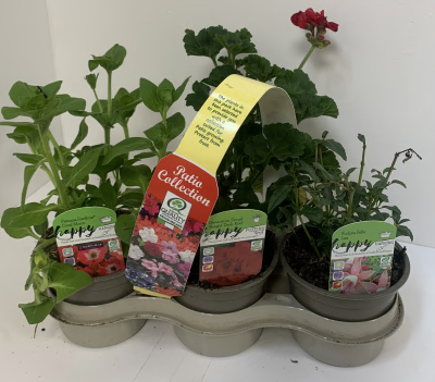 Geranium 3 Pot Carry Pack