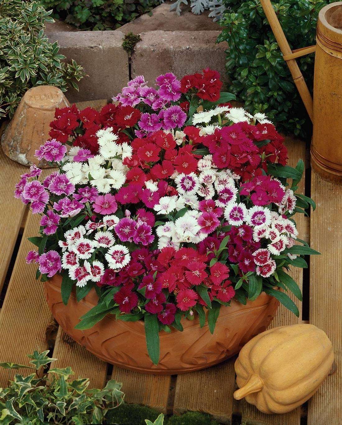 Dianthus Corona Cherry 6pk