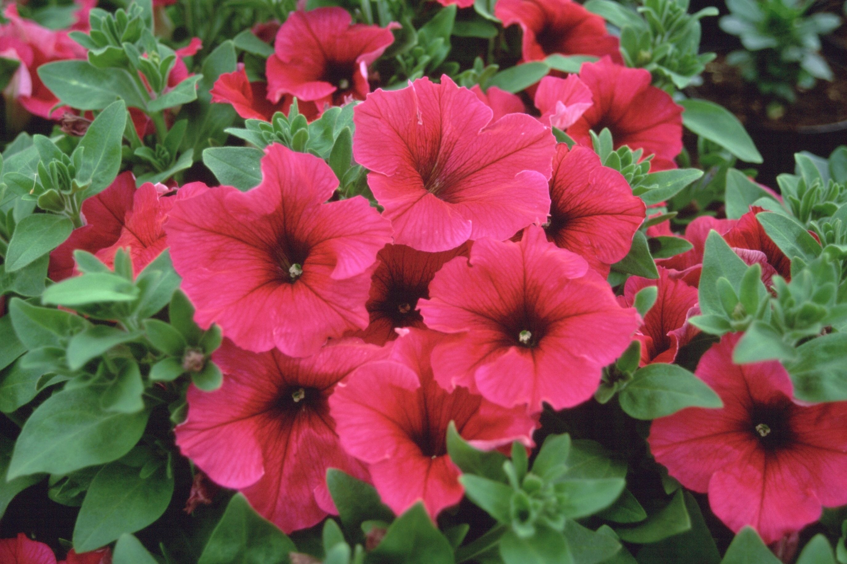 Petunia Surfinia 10.5cm