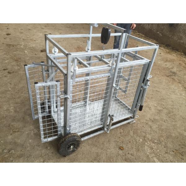 Lamb Weighing Scales