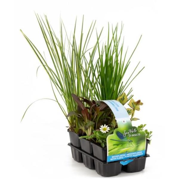 6 Pack Insect Friendly Plants Mix