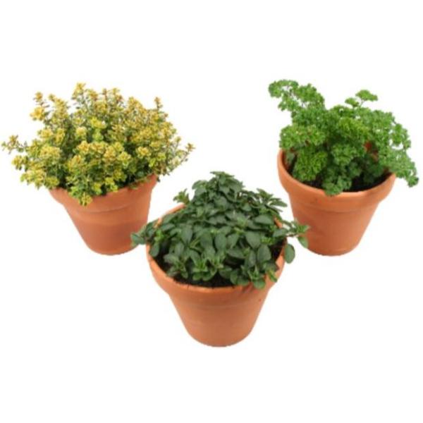 Bio Herbs in Terracotta Pot 12cm