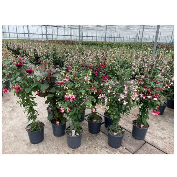 Fuchsia Bella 21cm in Extra Mixed Colours Pot Size 90cm