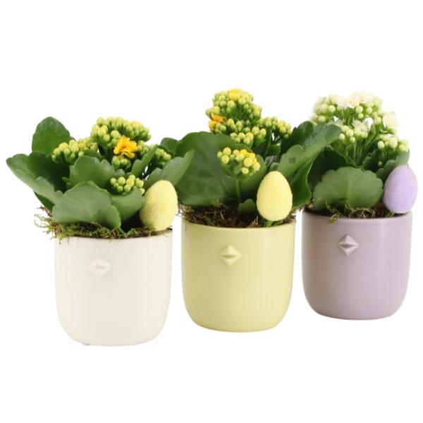 Easter Spring Flower in Pastel Coloured Pots 15cm