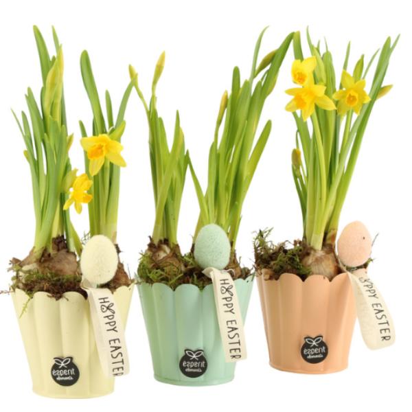 Easter Daffodil Flower Pots in Pastel Colours 22.5cm