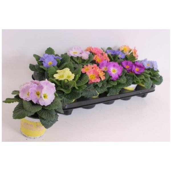 Primula &