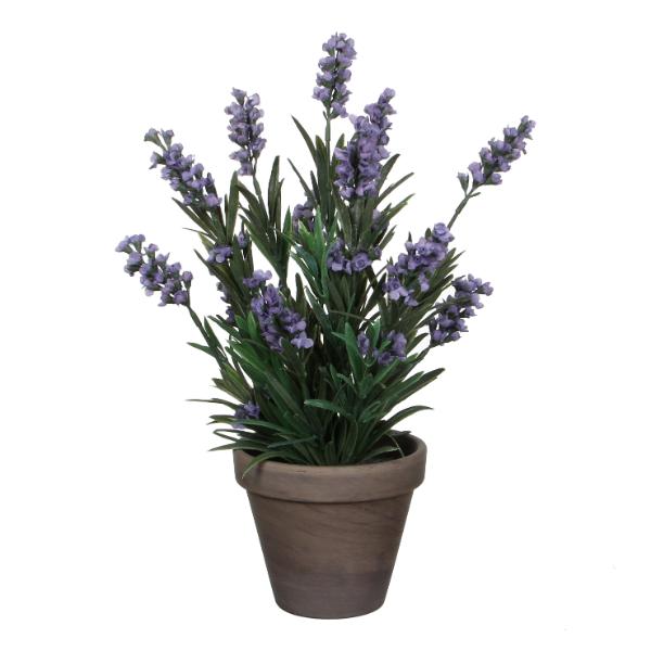 Lavender Blue Indoor Plant