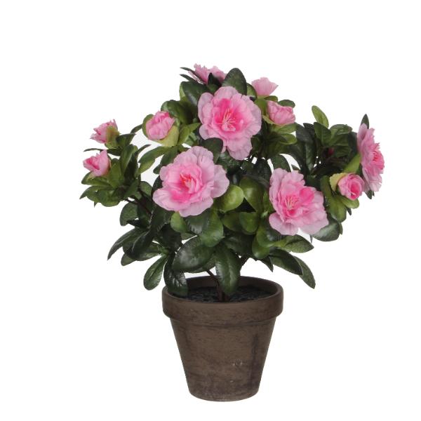 Azalea Pink Indoor Plant