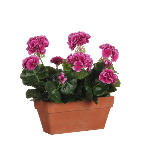 Geranium Purple Double Indoor Planter