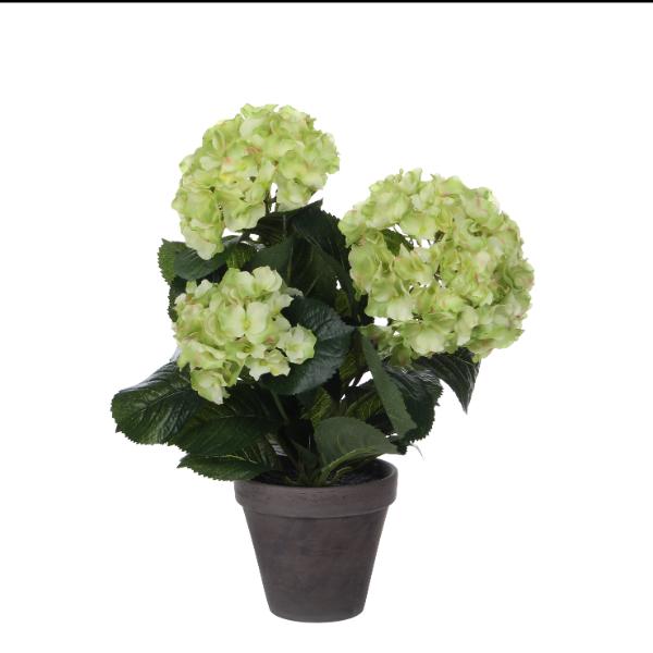 Hydrangea Green Indoor Plant