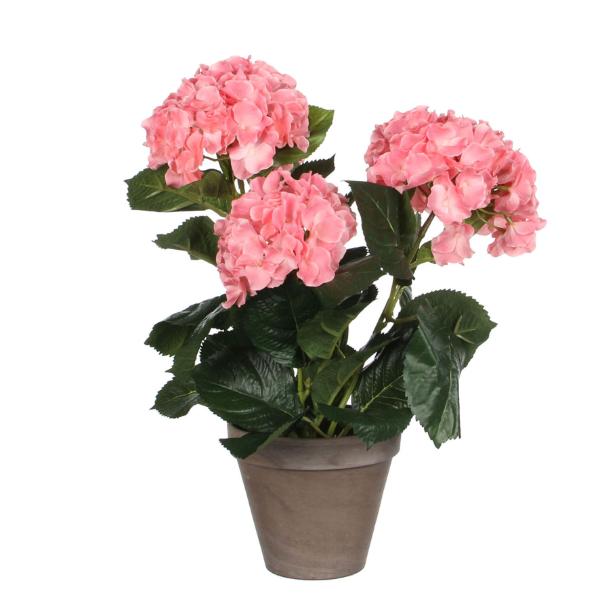 Hydrangea Pink Indoor Plant