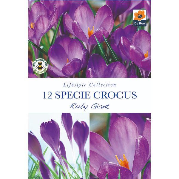 De Ree - Lifestyle Bulb Collection