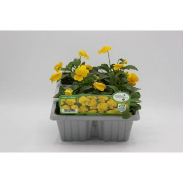 Seasonal Bedding Plants 6pk