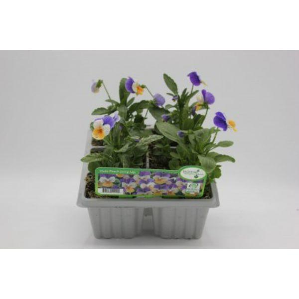 Seasonal Bedding Plants 6pk