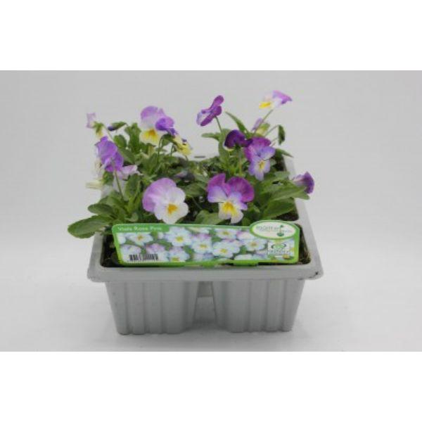 Seasonal Bedding Plants 6pk