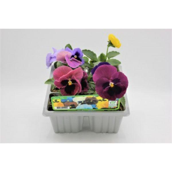 Seasonal Bedding Plants 6pk