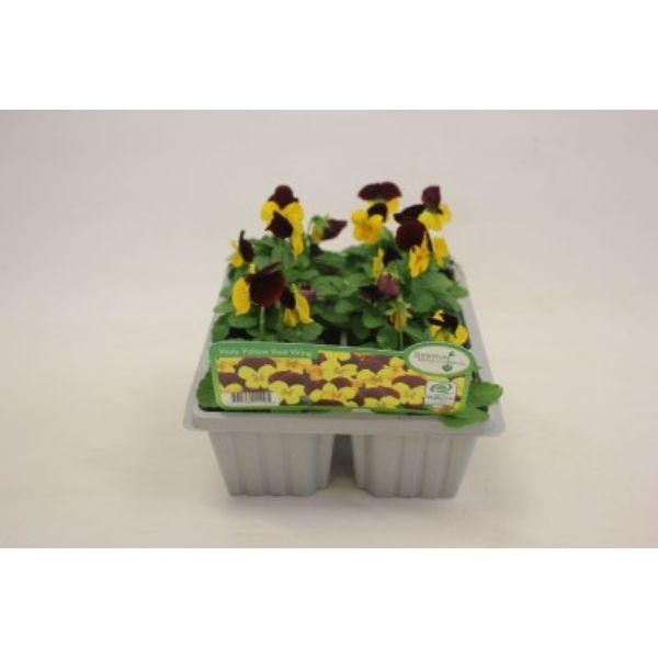 Seasonal Bedding Plants 6pk