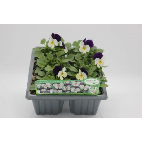 Seasonal Bedding Plants 6pk