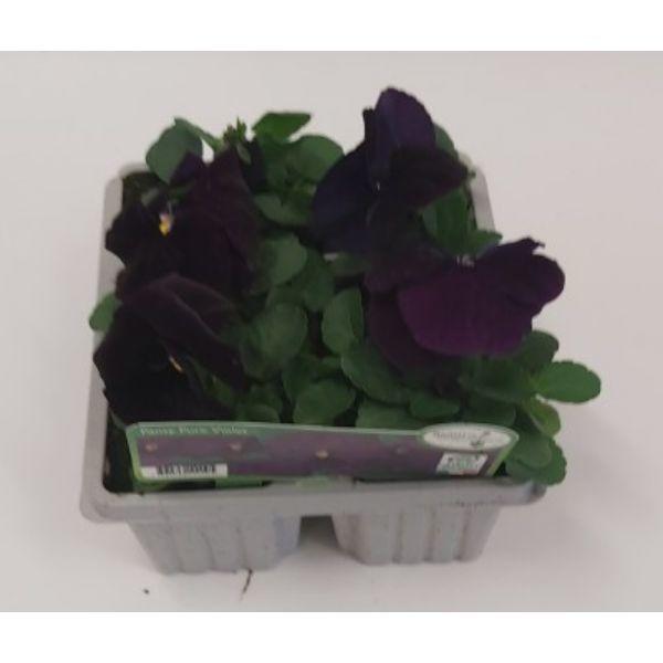 Seasonal Bedding Plants 6pk