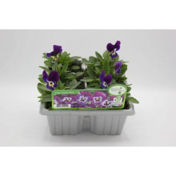 Seasonal Bedding Plants 6pk