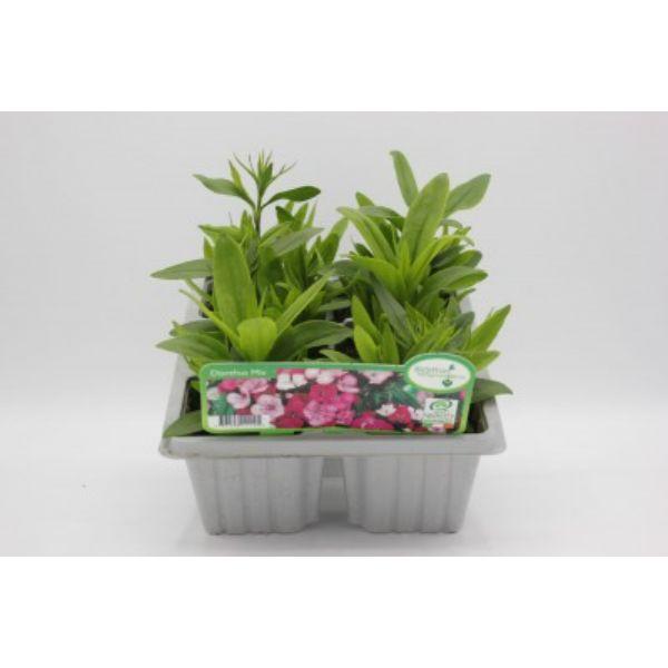 Seasonal Bedding Plants 6pk