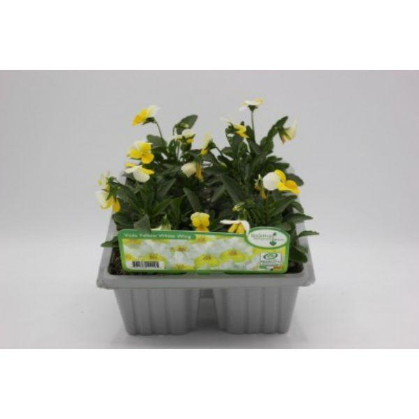 Seasonal Bedding Plants 6pk