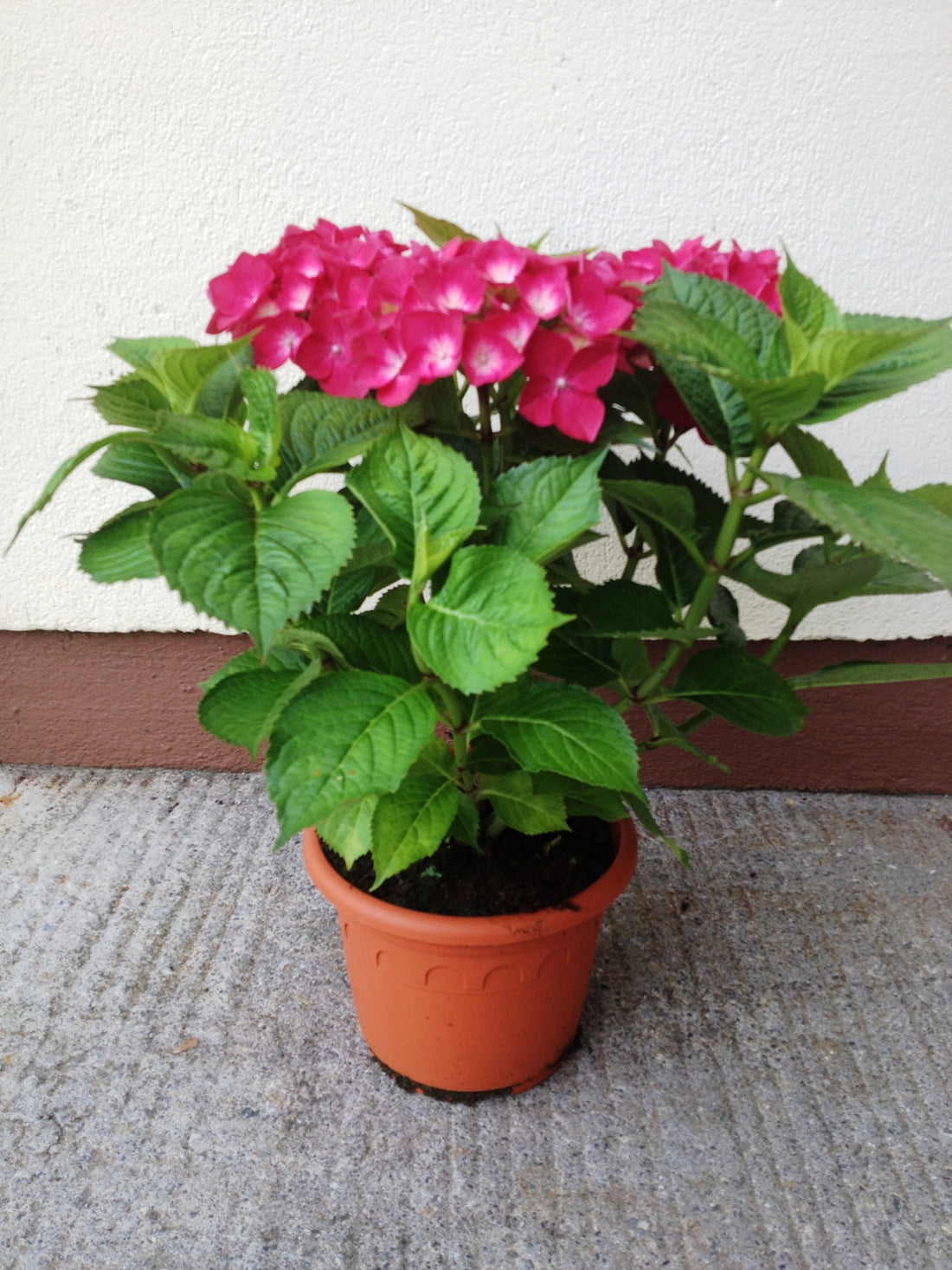 Irish Grown Hydrangea 3.5LTR
