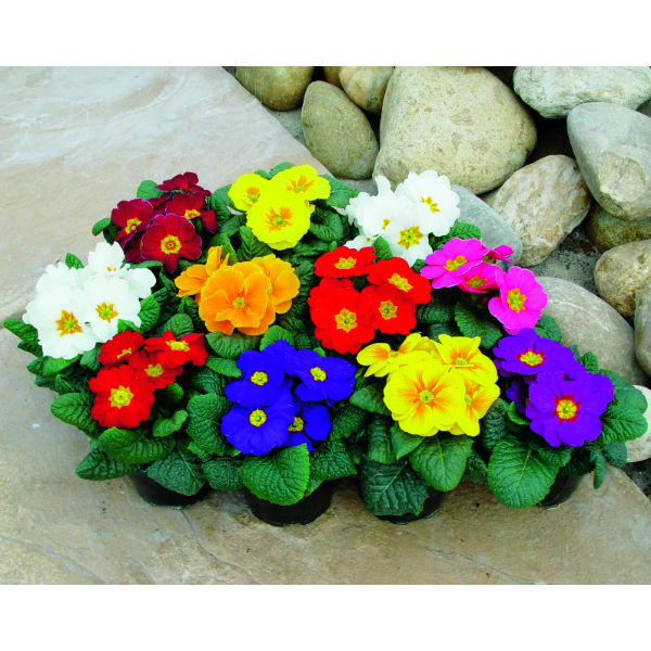 Primrose 6 Pot Carry Pack