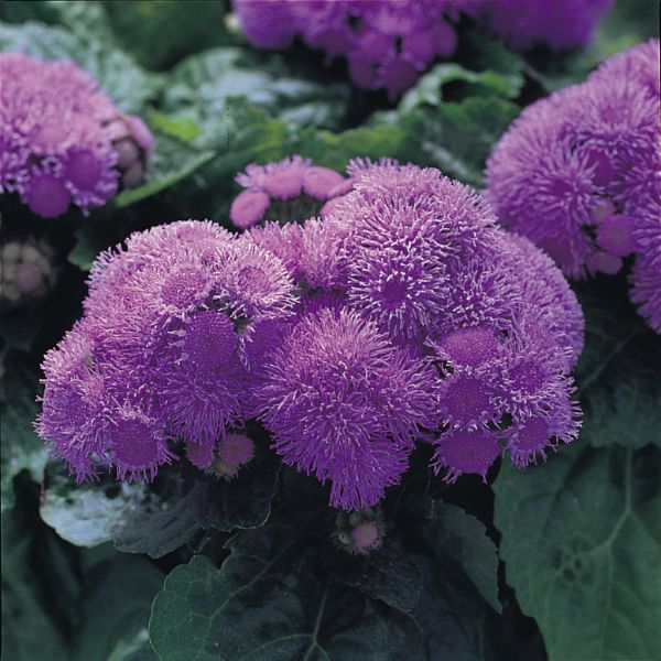 Ageratum 6pk