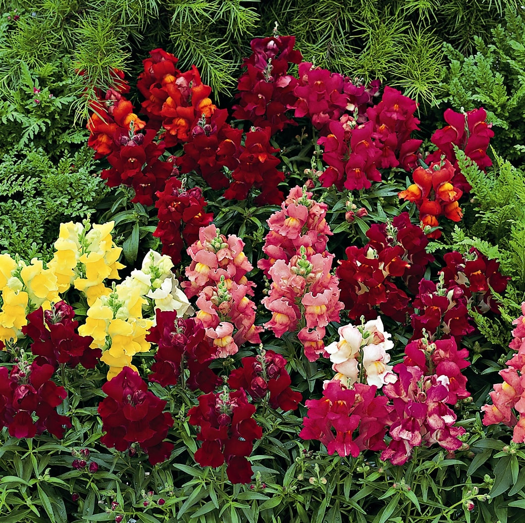 Antirrhinum F1 Hybrid 6pk