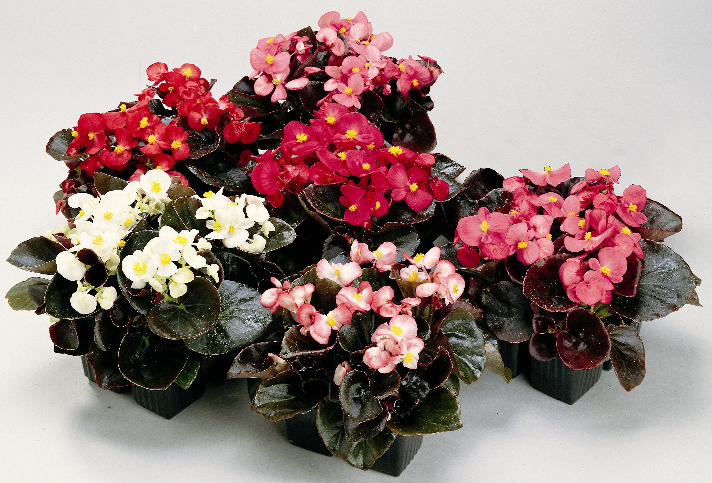 Begonia Devil 6pk
