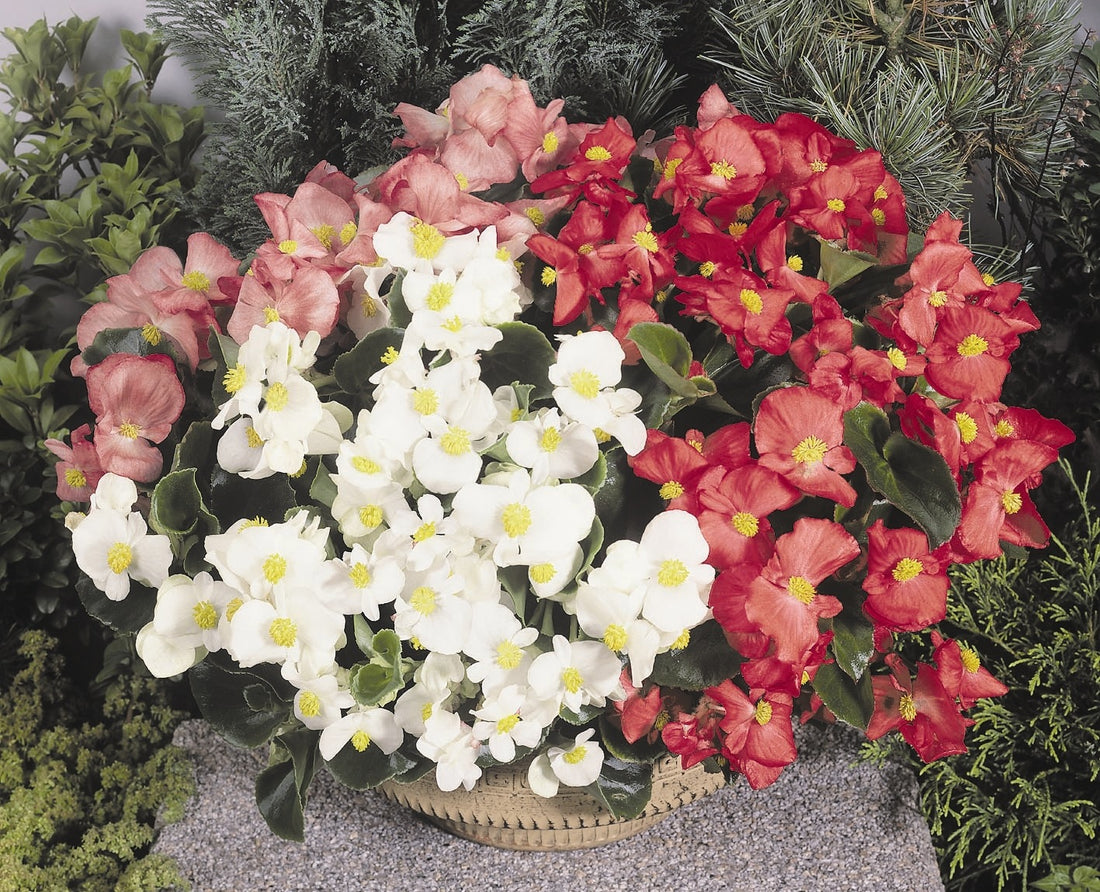 Begonia Olympia 6pk