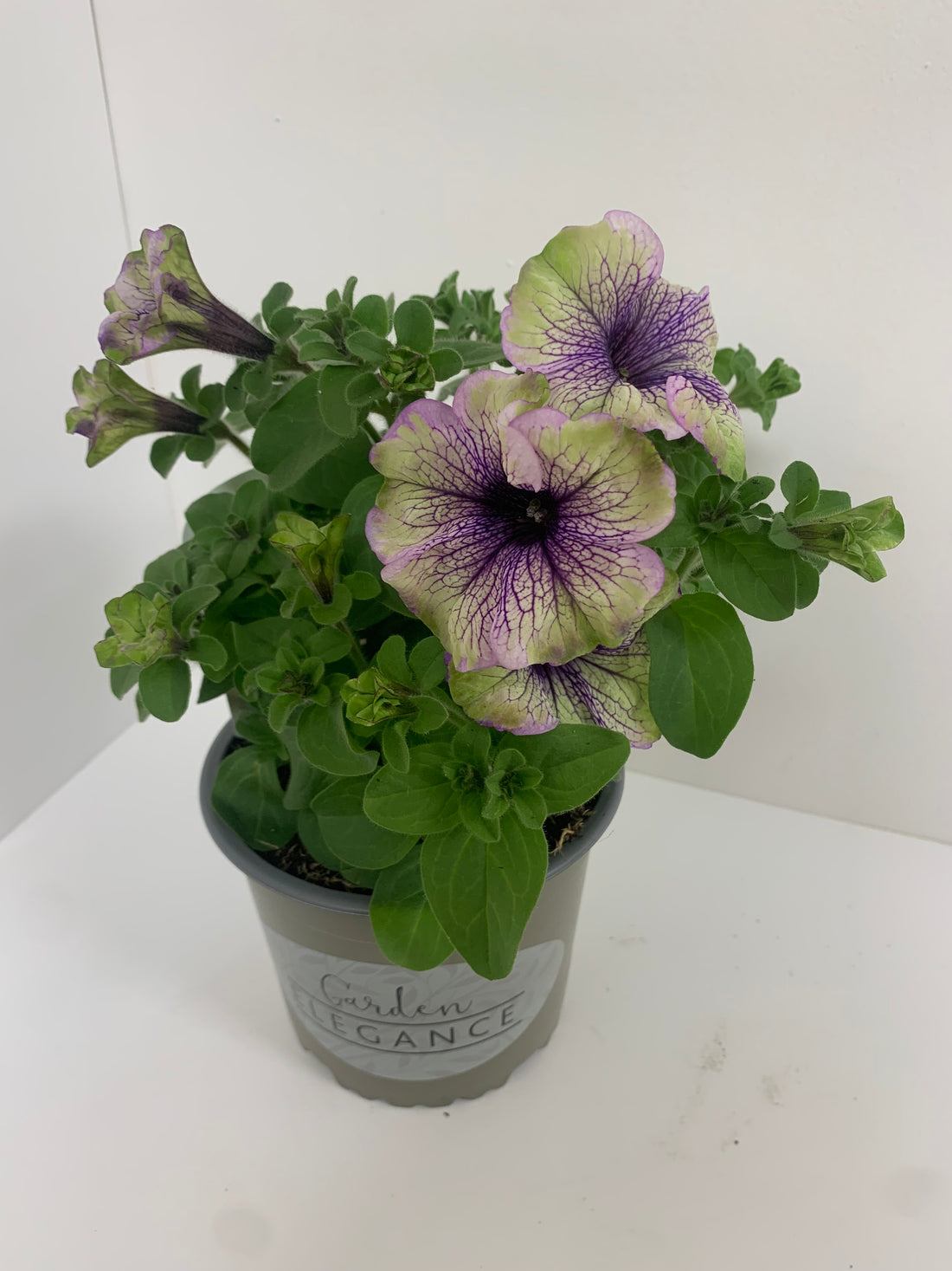 Petunia Amazonia 12cm Patio Plant