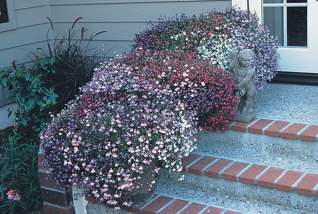 Lobelia Trailing 12pk